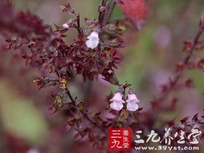 湖南,沙虫药,蜻蜓花,香花草,狭叶荠宁    【来源】唇形科石荠宁属植物