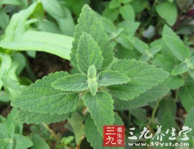 野辣烟,五香草   【来源】     药材基源:为菊科植物粘毛香青的全草