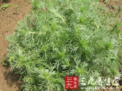 因陈蒿(《本草拾遗》),绵茵陈(《本经逢原》),绒蒿,细叶青蒿(《广西