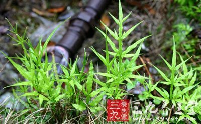 楚箭草,凤尾草