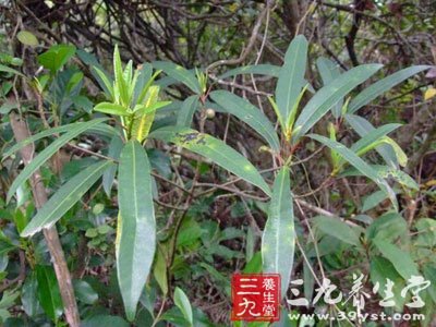 zhī shù 【别名】牛奶子树,下乳草 【来源】为桑科植物窄叶