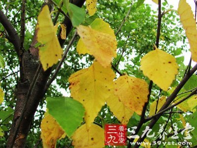 山杨树皮