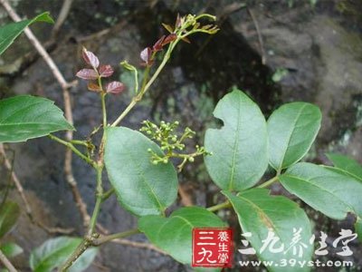 【别名】赤枝山葡萄,牛牵丝,红血龙,山甜茶,白菇茶,辣梨茶,狮子藤