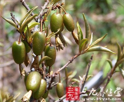 沙荆果的食用方法