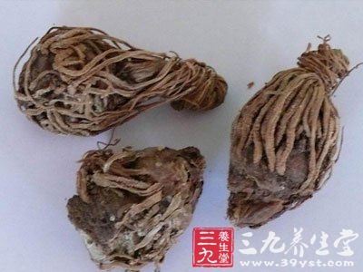 芫花根