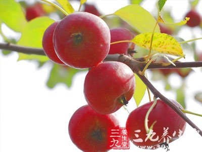 沙果