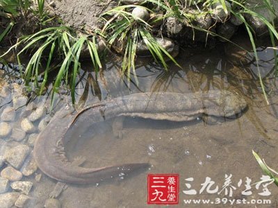 娃娃鱼