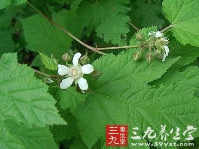山楂叶图片