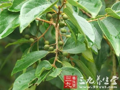 朴树图片