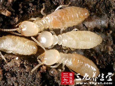 “飞蚁入屋”只能油炸吃掉?白蚁专家教你几招