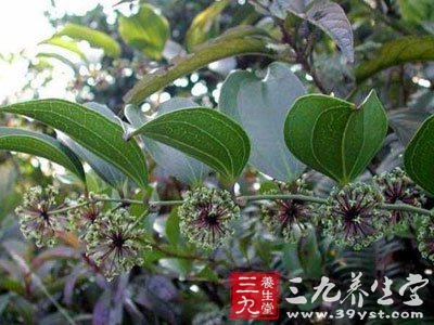 金刚藤头