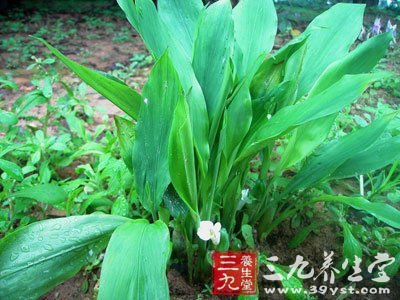 根状茎圆形或椭圆形,表面棕褐色,有膜质叶鞘,芳香而有辛辣味.图片