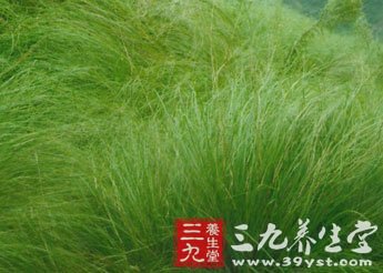 【拼音名】suō cǎo    【别名】萦草,山草,龙须草,羊单,山茅草