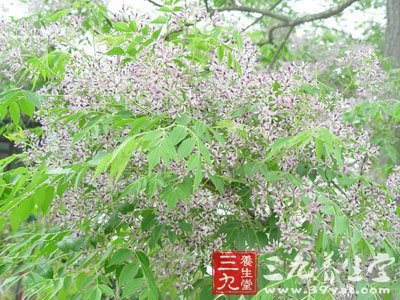 苦楝寄生