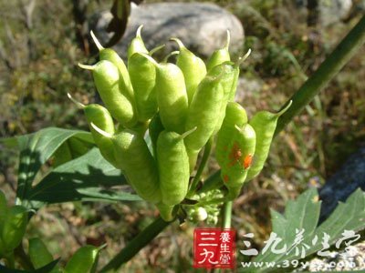 七星草的功效与作用及主治_中药七星草 - 三九养生堂