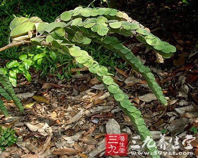 【拼音名】pái qián shù    【别名】排钱草