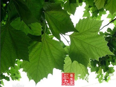 梧桐叶