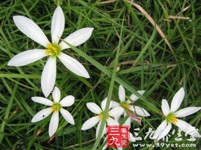 鸡肾草 - 中草药大全 - 三九养生堂(m.39yst.com)