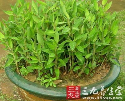 大叶竹菜,猪鼻孔,酸猪草,小竹叶菜,笋壳莱,叶上花,小青竹标