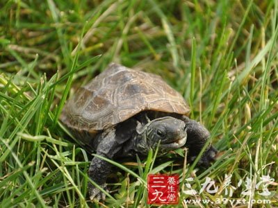 乌龟