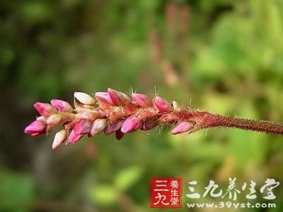 香蓼