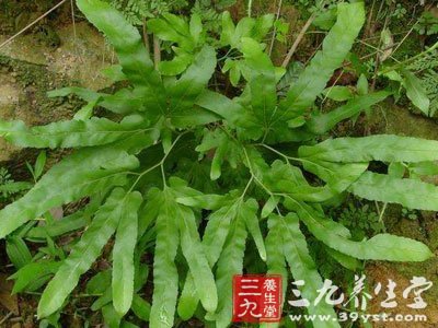【英文名】small-spiked climbing fern    【来源】    药材基源
