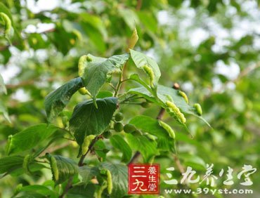 樱桃叶_樱桃叶部病害_樱桃叶子