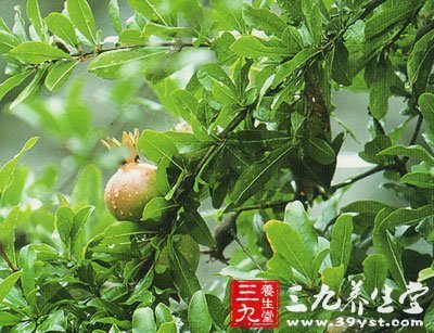 石榴根皮