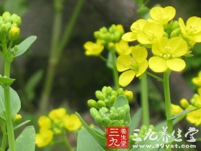 荠菜花