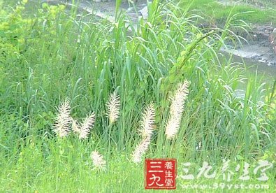 ǎo【英文名】rhizome of wild sweetcane【别名】割手密