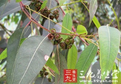 中草药大全 【拼音名】lán ān 【别名】洋草果,灰