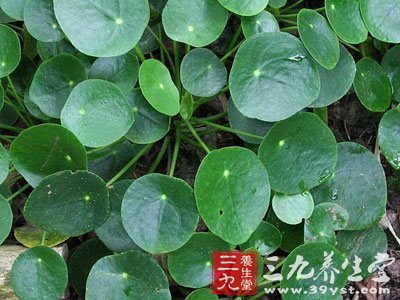 镜面草图片