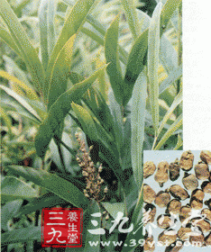 土草果
