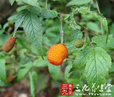 养生百科 中草药大全    【别名】蔷薇莓,七叶饭消扭,三月泡,白花三月