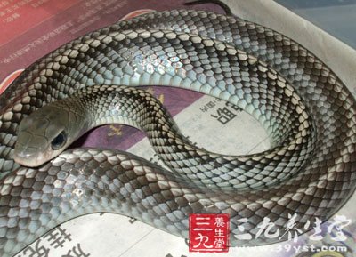 乌梢蛇