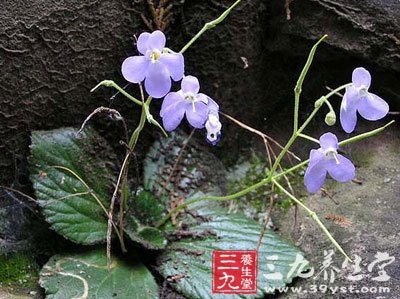 牛耳草