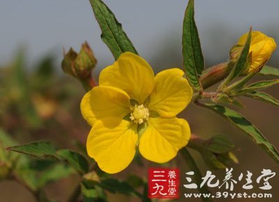 水丁香