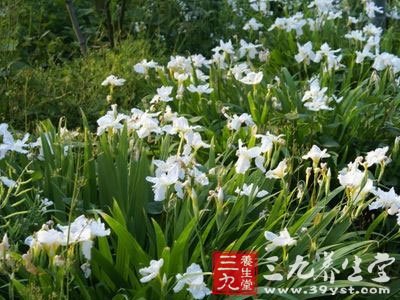 【原形态】多年生粗壮草本,高40-90cm。全株无毛,茎直立,有棱角,上部分枝,基部常木质化。叶互生,有时近对生;叶柄长1-4cm,基部沿茎下延;叶片披针形或椭圆状披针形,长6-13cm,宽1.5-4cm,先端锐尖或渐尖,基部楔形,下延至叶柄成狭翅,干时膜质,上面绿色,下面淡绿色,两面均有不规则的黑色腺点,有时腺点仅见于边缘,并常连结成条。总状花序顶生,长10-25cm;苞片钻形,长2-3mm;花梗长2-9mm,斜展或下弯,果时伸长达10-18mm;花萼长3-4mm,分裂近达基部,5裂,裂片狭披针形,边