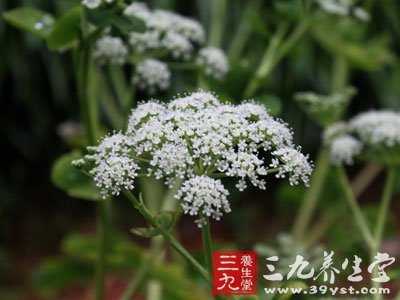 野前胡