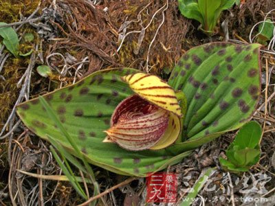 兰花双叶草