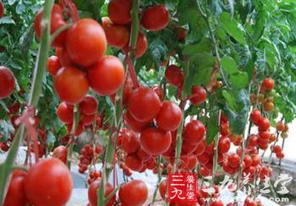 西红柿的功效与作用有哪些