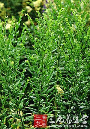 紫草的功效与作用