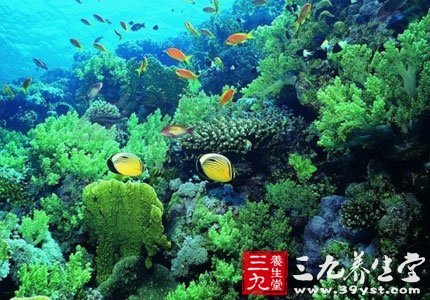 海藻的功效与作用