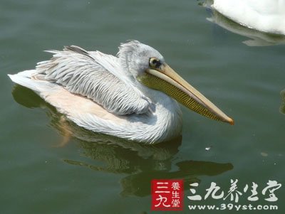 野生水鸟是病毒天然携带者