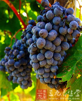 葡萄