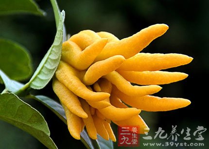 佛手的功效与作用