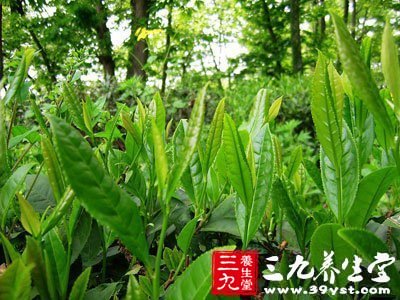 谷雨茶是谷雨時(shí)期采制的茶