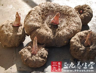 怎么减肥 生食番茄怎么吃都不胖