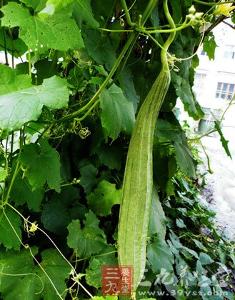 丝瓜