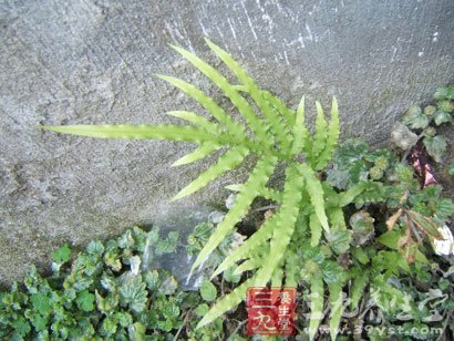 凤尾草